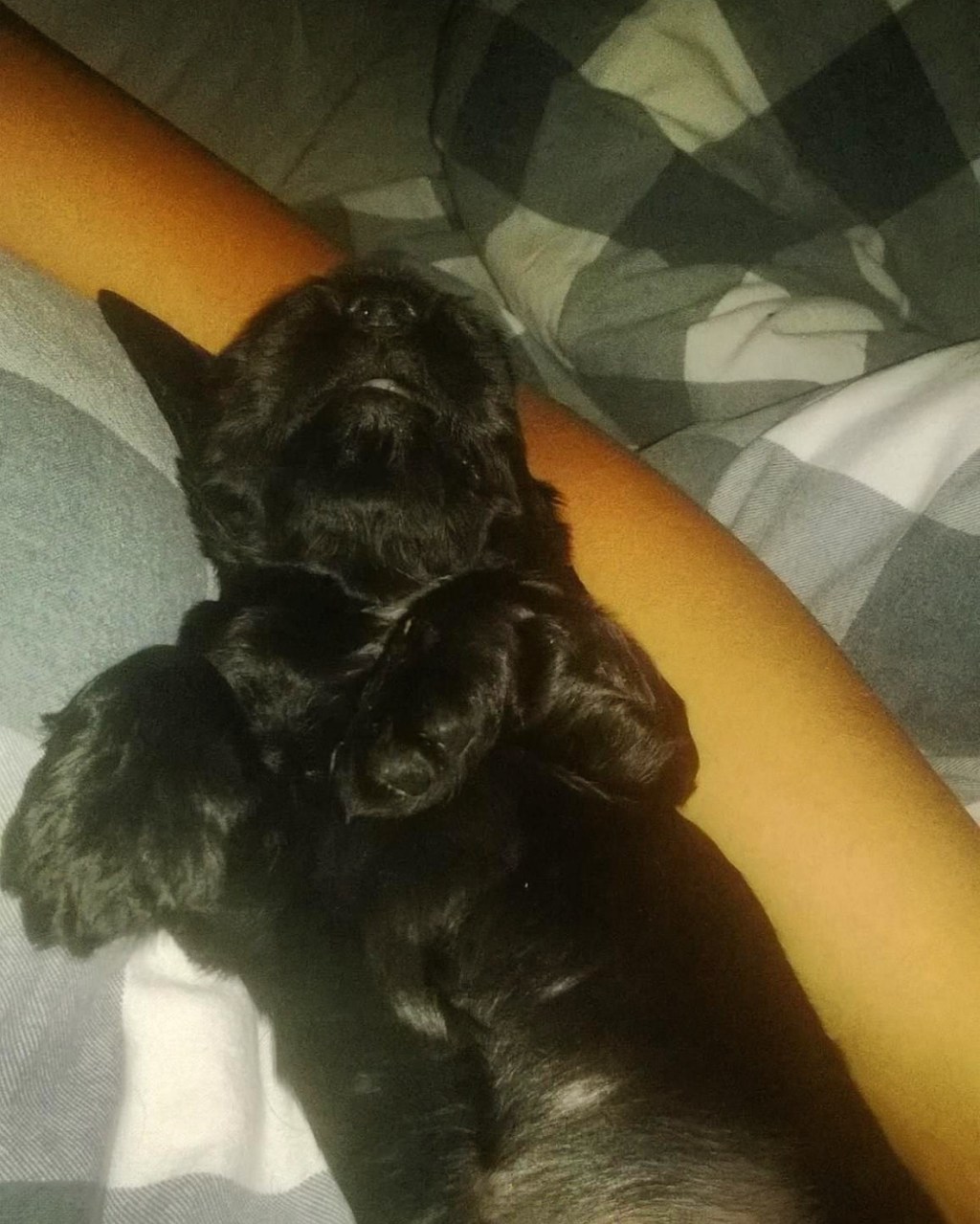 Wise Words With Maggie 4: The Cocker Spaniel, your forever&nbsp;shadow